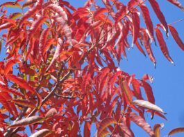 Chinese pistache colors with minimal chill fall leaves