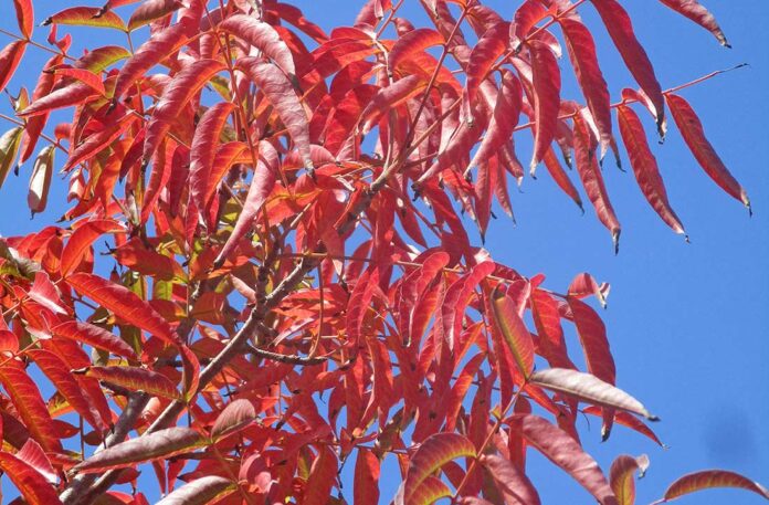 Chinese pistache colors with minimal chill fall leaves