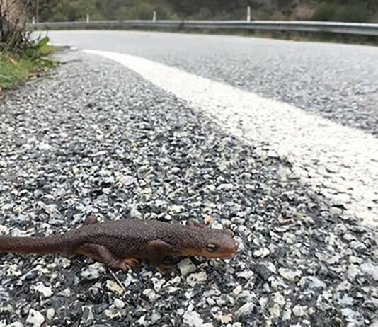 newt alma bridge road