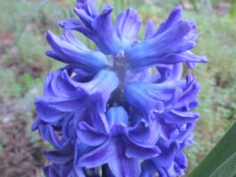 Hyacinth both colorful and fragrant.