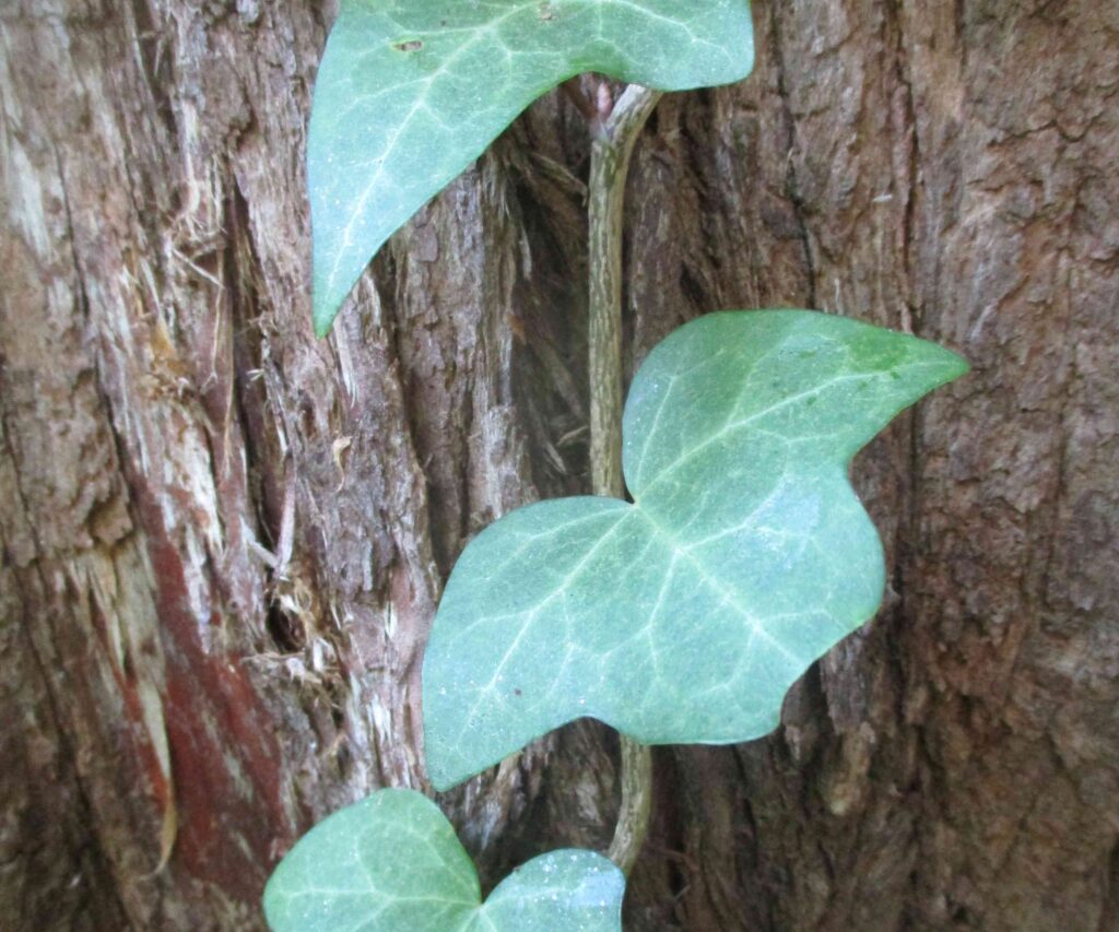 Horticulture Vines are aggressive social climbers Los Gatan Los