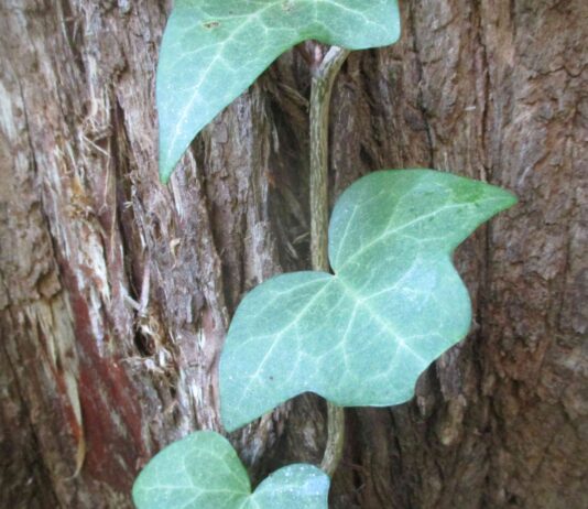 Vines
