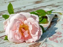 pink rose on ground