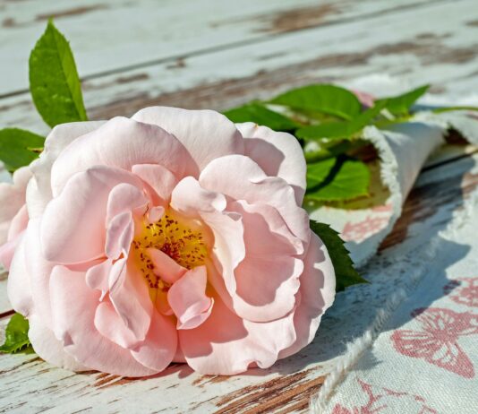 pink rose on ground