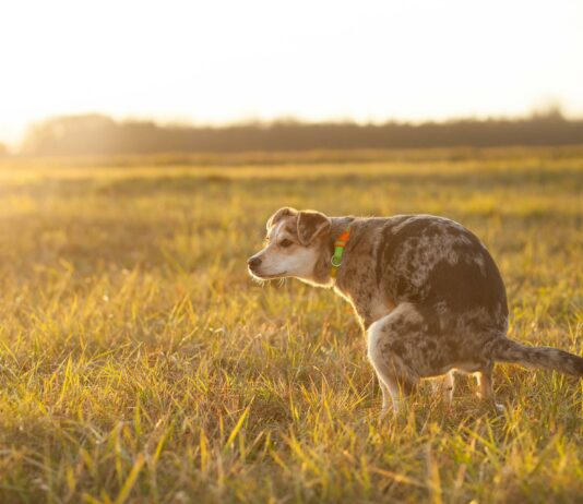 dog pooping in a field