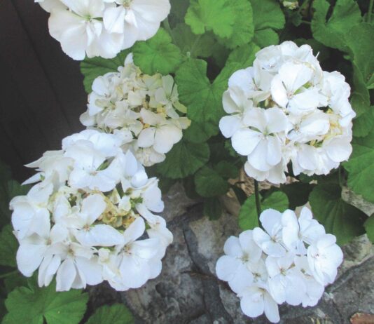 Zonal geraniums