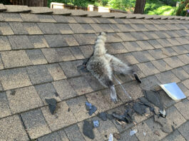 raccoon stuck in roof