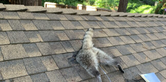 raccoon stuck in roof