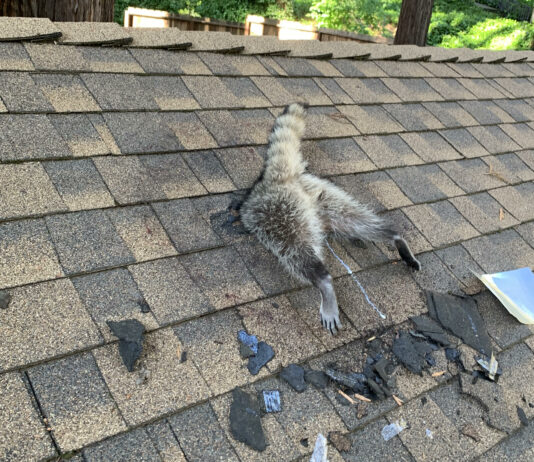 raccoon stuck in roof