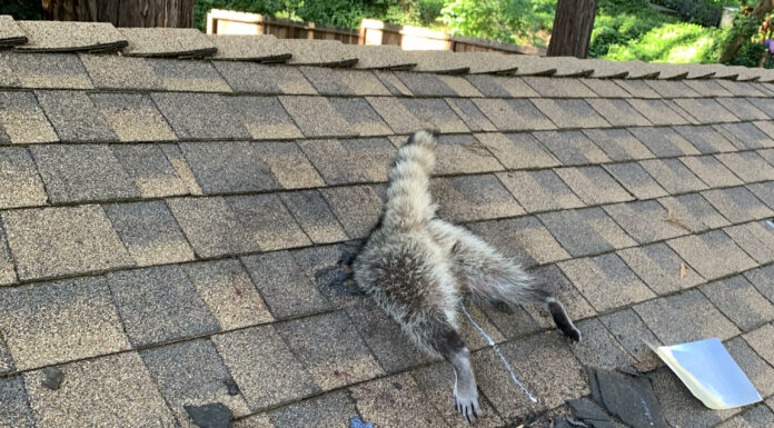 raccoon stuck in roof