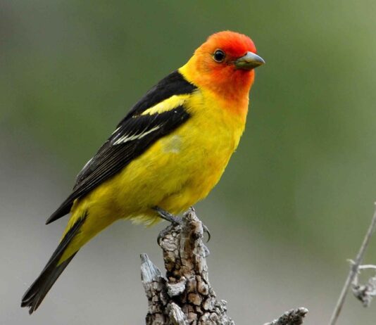 Western Tanager via Pixabay