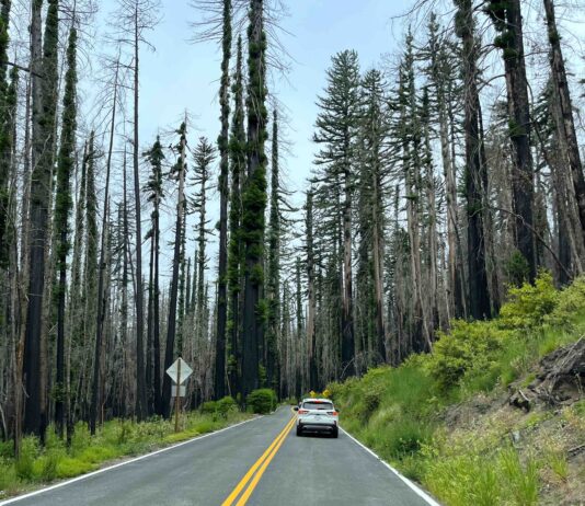 driving into Big Basin