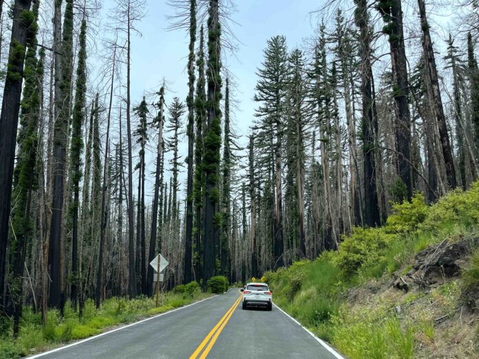 driving into Big Basin