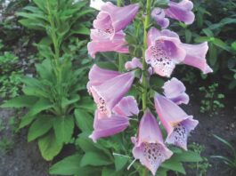 foxglove