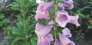 foxglove