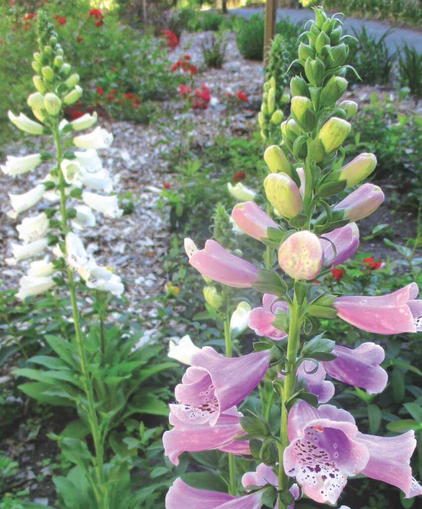 foxglove