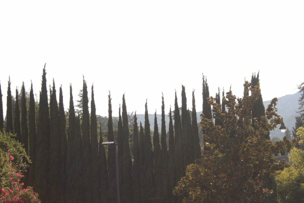 pointy trees