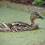 Image for display with article titled Aquatic plants are all wet