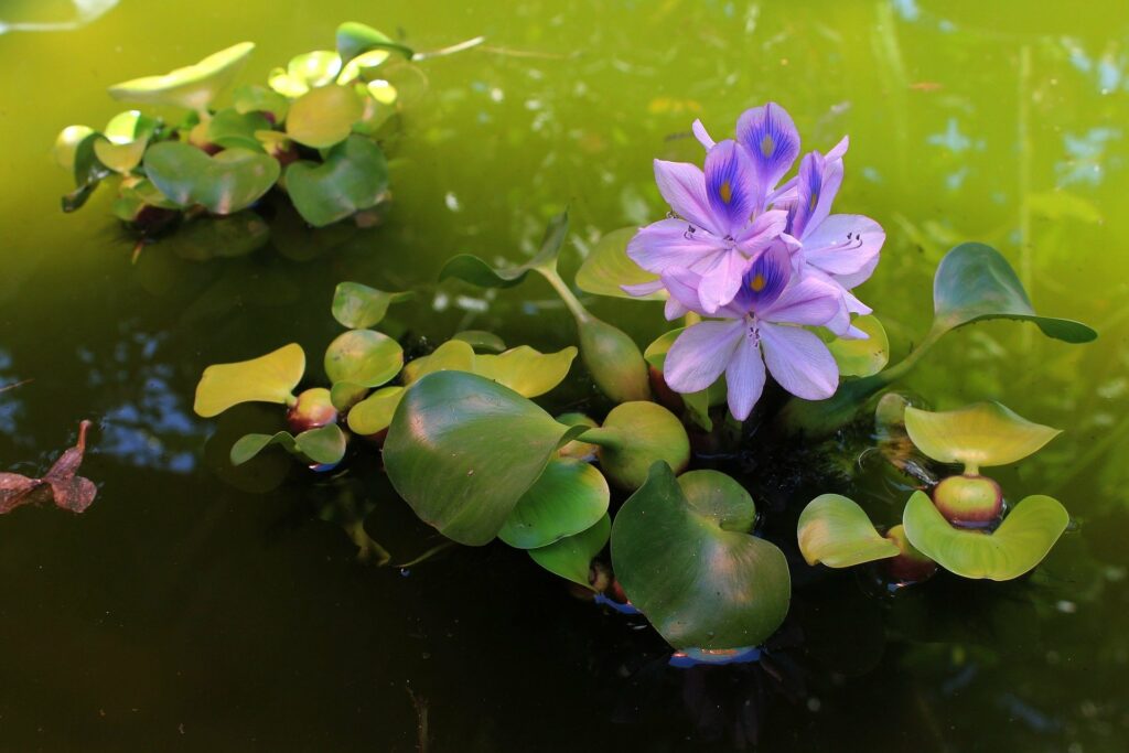 water hyacinth