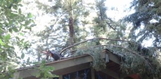 roof impacted by tree