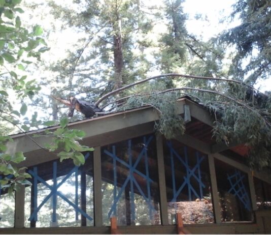 roof impacted by tree