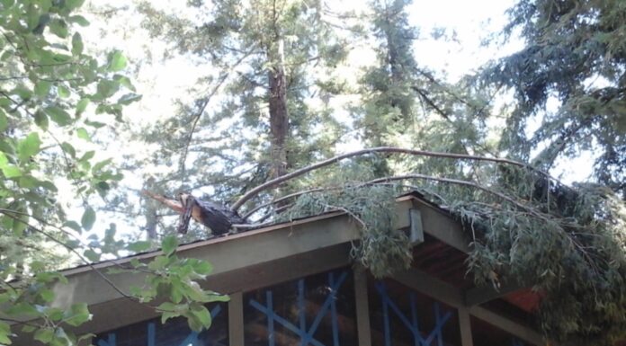 roof impacted by tree