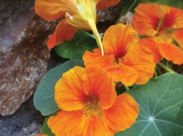 horticulture orange flowers