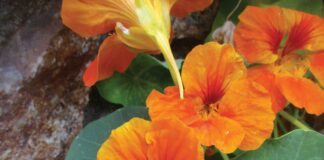 horticulture orange flowers