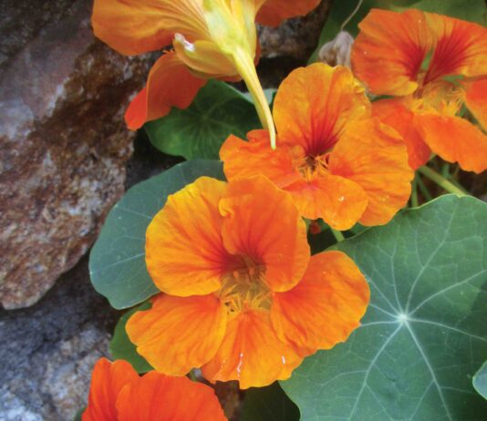 horticulture orange flowers