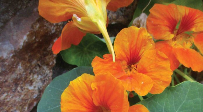 horticulture orange flowers