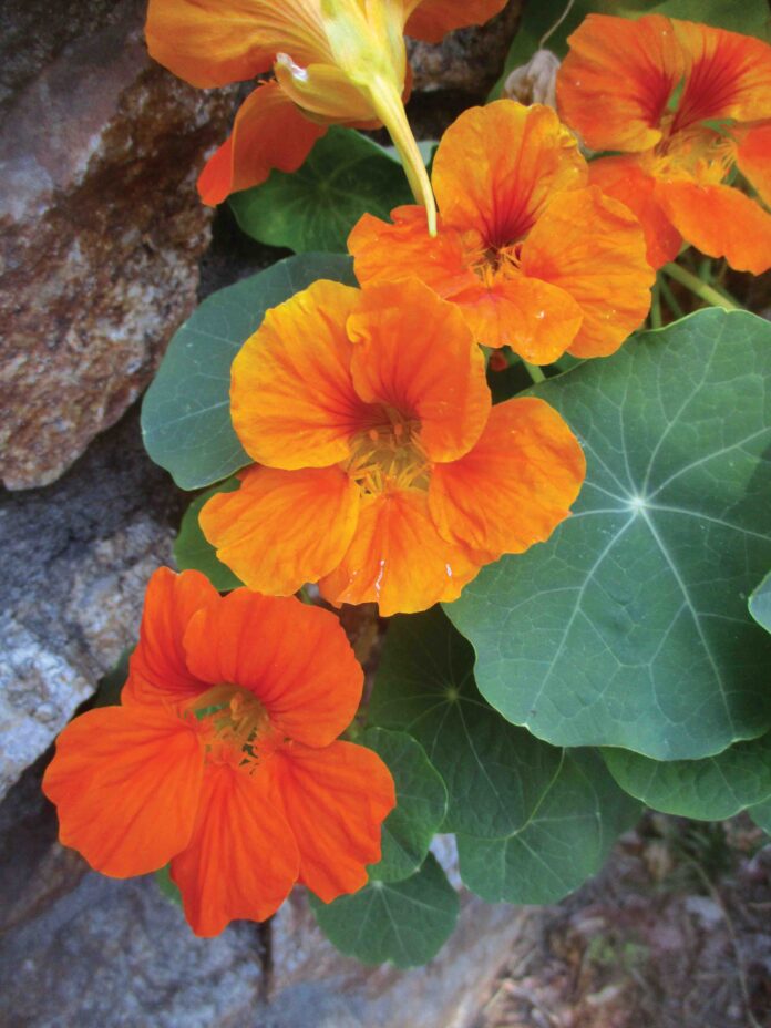 horticulture orange flowers