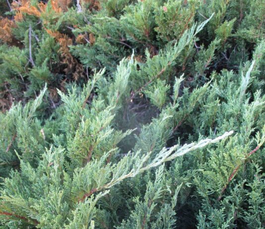 juniper bush