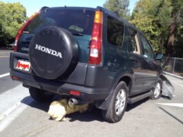 honda CRV vs. hydrant