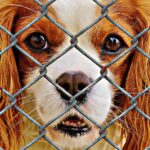 Image for display with article titled County: ‘Urgent need’ for dog adoptions