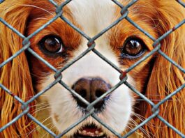 sad dog behind fence