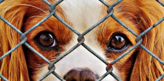 sad dog behind fence