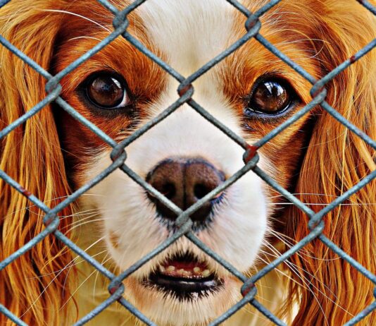 sad dog behind fence