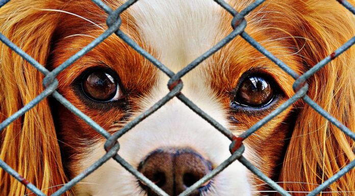 sad dog behind fence