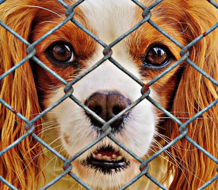 sad dog behind fence