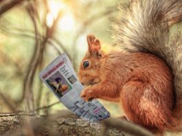 squirrel reading a newspaper