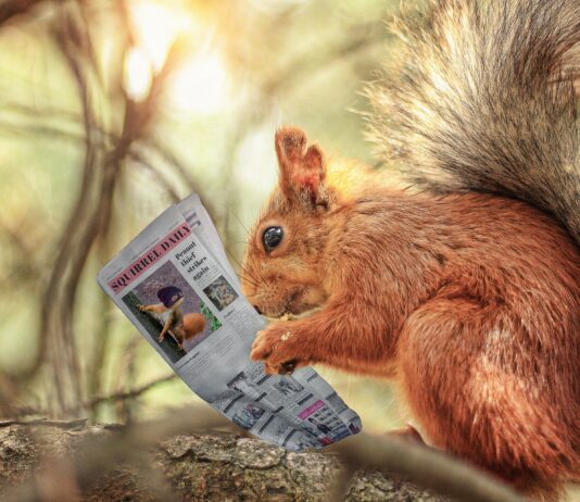 squirrel reading a newspaper