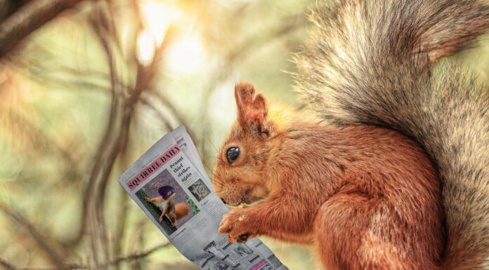 squirrel reading a newspaper