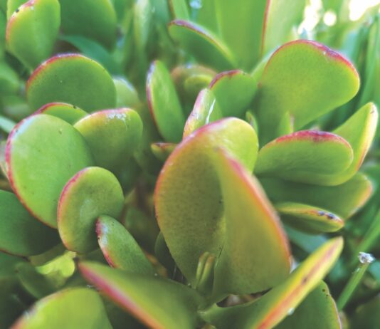 horticulture