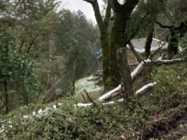 snow in Santa Cruz Mountains