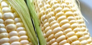 corn