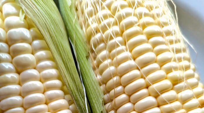 corn