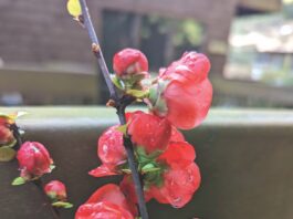 Forcing early bloom even earlier flowering quince blooms