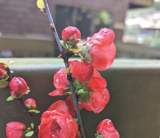 flowering quince blooms
