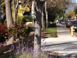 suburban neighborhood