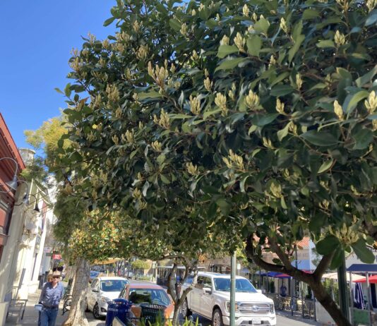 downtown vegetation